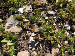 Chaerophyllum taiwanianum