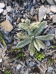 Argentina tugitakensis