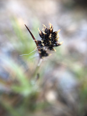 Luzula taiwaniana