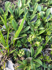 Galium nankotaizanum