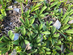 Scabiosa lacerifolia