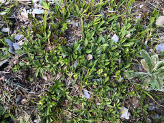 Scabiosa lacerifolia