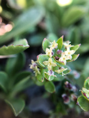Galium nankotaizanum