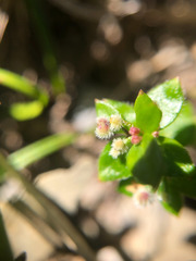 Galium nankotaizanum