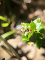 Galium nankotaizanum