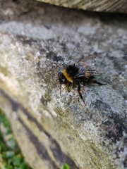 Bombus
