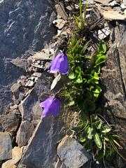 Adenophora morrisonensis