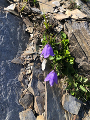 Adenophora morrisonensis