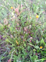 Scorzoneroides autumnalis