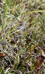 Carex bigelowii arctisibirica
