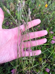 Scorzoneroides autumnalis