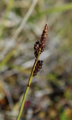 Carex bigelowii arctisibirica