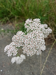 Achillea millefolium