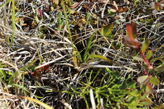 Carex bigelowii arctisibirica