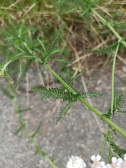 Achillea millefolium