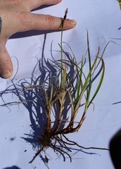 Carex bigelowii arctisibirica