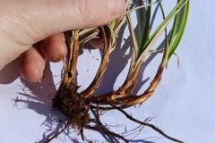 Carex bigelowii arctisibirica