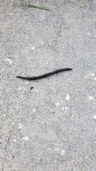 Endeavouria septemlineata