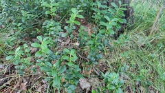 Vaccinium vitis-idaea