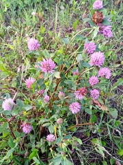 Trifolium pratense