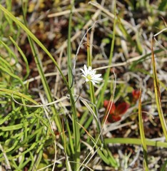 Stellaria peduncularis