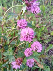 Trifolium pratense