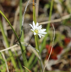 Stellaria peduncularis