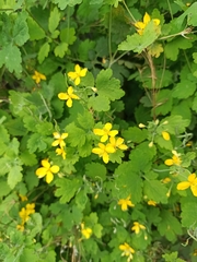 Chelidonium majus