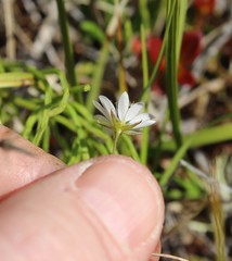 Stellaria peduncularis