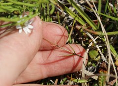 Stellaria peduncularis