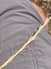 Elymus albicans