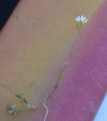 Stellaria peduncularis