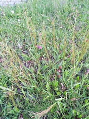 Poaceae
