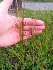 Poaceae
