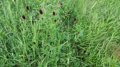 Sanguisorba officinalis