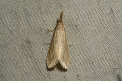 Donacaula longirostrallus