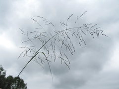 Eragrostis albensis