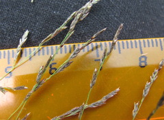 Eragrostis albensis