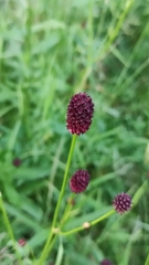Sanguisorba officinalis