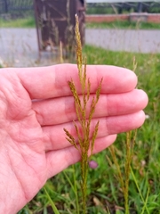 Poaceae