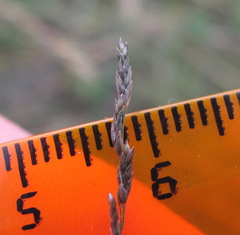 Eragrostis albensis