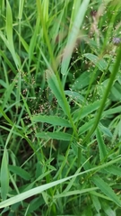 Sanguisorba officinalis