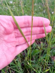 Poaceae