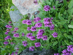 Betonica hirsuta