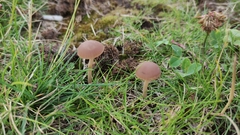 Fungi