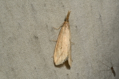 Donacaula longirostrallus