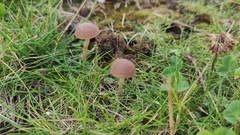Fungi