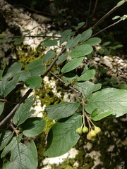 Cotoneaster tomentosus