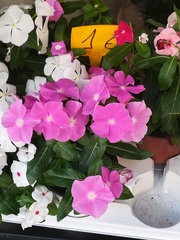 Catharanthus roseus
