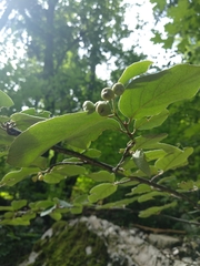 Cotoneaster tomentosus